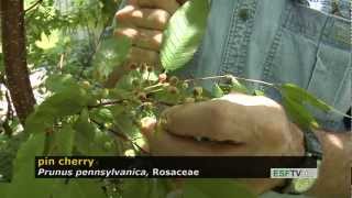 Trees with Don Leopold - pin cherry