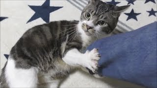 猫キック特集☆リキちゃんのおなかさわると逆鱗に触れる？☆必死にキックする姿がかわいい猫【リキちゃんねる　猫動画】Cat video　キジトラ猫との暮らし