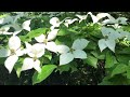 ヤマボウシの花動画（播磨中央公園にて）