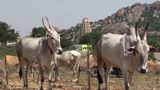 Cattle fair at Gadidam Bagepalli