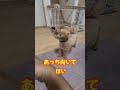 【toiと《あっち向いてほい》をやってみた】 ミックス犬 シープー