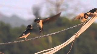 Nikon P900 barn swallow feeding HD