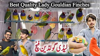 Lady Gouldian Finches Setup Visit in Sadar Birds Market 2024 Latest Update Ep-41 | Canary Singing