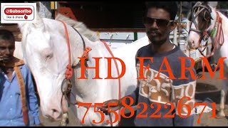 YEOLA GHODA BAZAAR | Dussera Mandi | 4th Oct 2022 | Buying and selling of Horses | Mostly farmers |