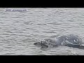 Dead gray whale washes ashore near San Leandro