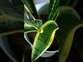 Indoor Plants that you must have in 2023 Lucky Snake Plants