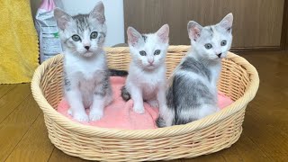 【保護猫】３兄妹、譲渡までの成長記録！！！