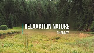 Music, Relaxation and Therapy in the forest - Relaxation Nature - Therapy | HD