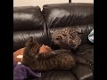 Owl Spooks Cat Off Couch - 1019972