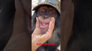 funny monkey 🐒🐵 video 📸 #funny #monkeyaround #ytshorts #monkeybusiness #shorts