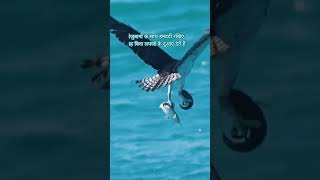 sympathy for the voiceless🦅 #shorts #viral #viralshort #trending #short #motivation #birds