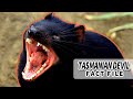 Tasmanian Devil facts: Shouting for Food | Animal Fact Files