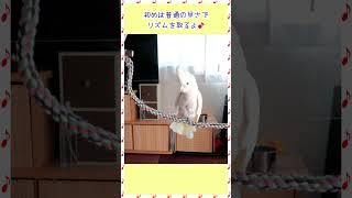 オウムのたろちゃんのリズム感はいいの？　How good is cockatoo Taro's sense of rhythm #オウム #Cockatoo