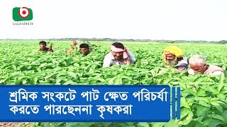 শ্রমিক সংকটে পাট ক্ষেত পরিচর্যা করতে পারছেননা কৃষকরা