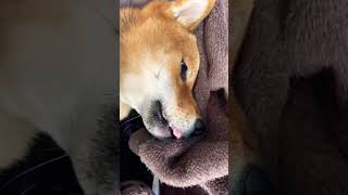 【柴犬】冬はヒートテック毛布に限る！~毛布に包まる犬~