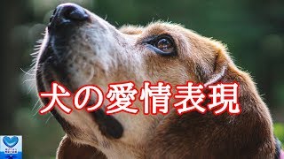 愛犬があなたに「大好き」を伝える１０の愛情表現Affection expression of dog