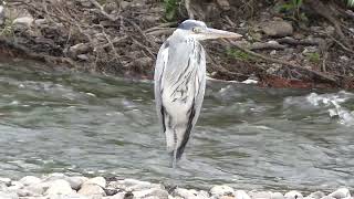 River sounds "The passage of time - The flow of water and the white heron" Part 244