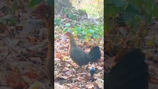 មេមាន់កាត់ព្រៃមួយឈាម🐓Bloody hen#shorts