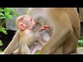 monkey u0026 primates poor baby begs milk mom very nice actions monkeys so lovely baby monkey wild