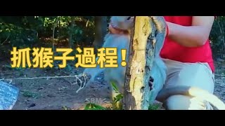 印尼人抓猴子，一抓一個准，只要想吃就不用去市場買肉 #猴子 #野味 #動物