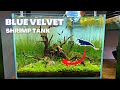 NANO AQUASCAPE TUTORIAL - STEP BY STEP BLUE VELVET SHRIMP TANK