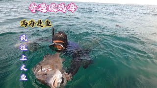 Lurking under the sea is provoked by the grouper, A Feng goes crazy on the fish