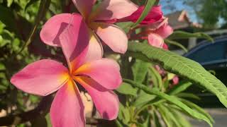 Pink plumeria….ចំបុីពណ៌ផ្កាឈូក។🙏🌷💕🌸❤️