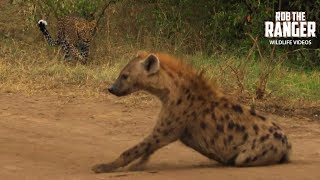 Hyena Avoids Young Leopard! | Maasai Mara Safari | Zebra Plains