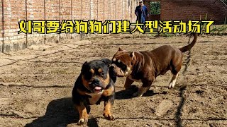 都說惡霸犬不能奔跑，看看這兩隻惡霸犬，百米衝刺的速度、障礙彈跳，太厲害了【劉哥在農村】