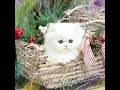 APPEALING CATS🤩🤩#YOUTUBE #SHORTS #PERSIANCATS #YOUTUBESHORTS #LOVELY #CUTIE PIE #SWEETIE