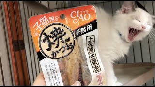 【子猫】ささみに続いて焼かつおに挑戦☆【ラグドール】