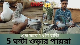 গিরিবাজ পায়রা সেল খুবই কম দামে //গিরিবাজ হাই ফ্লাই //৫ঘন্টা উড়ন্ত পায়রা খুবই কম দামে @dspigeon519