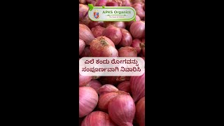 [Kannada] Onion Organic Result From Our Farmers