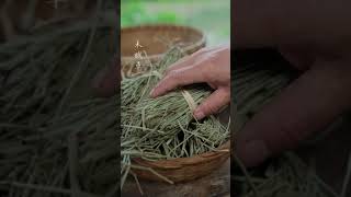 Bamboo slips are one of the oldest books in my country. They were used by ancient people to write c