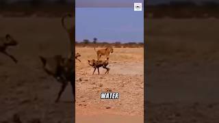 Brave Lioness Faces Off Against Wild Dogs - You Won't Believe What Happens Next! #shorts #short