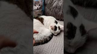 Kiedy wchodzisz do pokoju, a tam???? #funny #shorts #cat #catlover