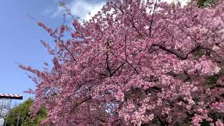 上野公園　さくら🌸