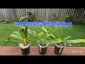 Sophie's Garden 三棵不常见的杂交亚洲兜兰/半年前兰展买花后续