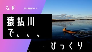 猿払川でイトウ釣りしてたら、、、背後から、びっくりするやら笑えるやら、、2022年10月　猿払川イトウ釣行その2　DAY2より、Hokkaido Sika Deer