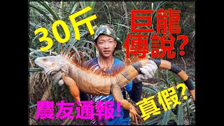 【吳小珍】巨龍傳說~尋找30斤巨物之謎!!  綠鬣蜥 (iguana removal lizard berburu biawak)