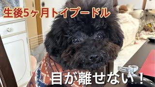 【子犬 イタズラ】生後5ヶ月のトイプードルモコちゃんは毎日目が離せません！ ＃テディーベアカット