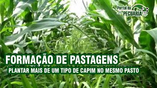 Formação de pastagens - Plantar mais de um tipo de capim no mesmo pasto