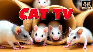 Cat TV for Cats | Mice Playing Hide & Seek Adventures 🐭 A Thrilling Video for Cats in 4K HDR