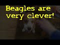 this beagle is so smart he ll get you anything you want