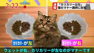 【速報】猫のマナー講師に批判相次ぐ「カリカリーは左」謎マナーと物議