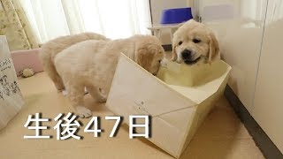 アイン村　チロの子生後47日目（Golden Retriever Puppies）