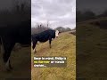 mother cow reunited with calf