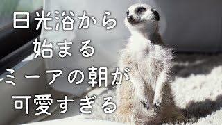 【モーニングルーティーン】日光浴する姿が可愛すぎるミーアキャットの朝