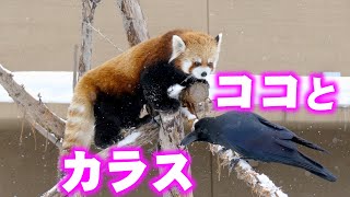 【円山動物園のレッサーパンダ】ココとカラスRed Panda COCO at Maruyama Zoo