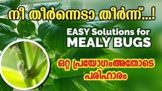 Simple Solution for Mealy Bugs | How to Get Rid of Mealy Bugs on Houseplants Malayalam  #mealybugs